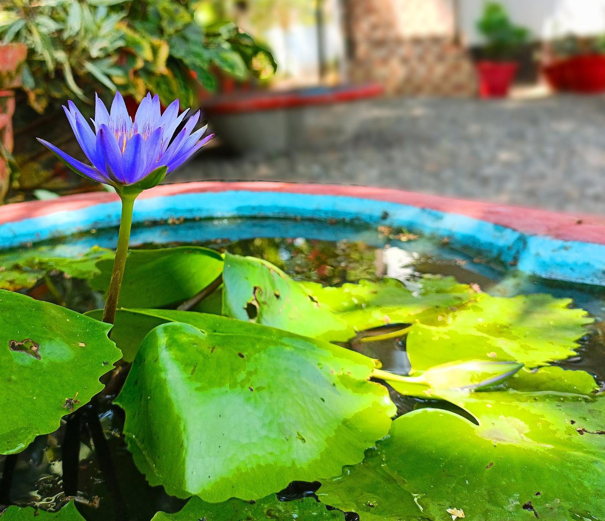 Alma Homestay Mararikulam Luaran gambar