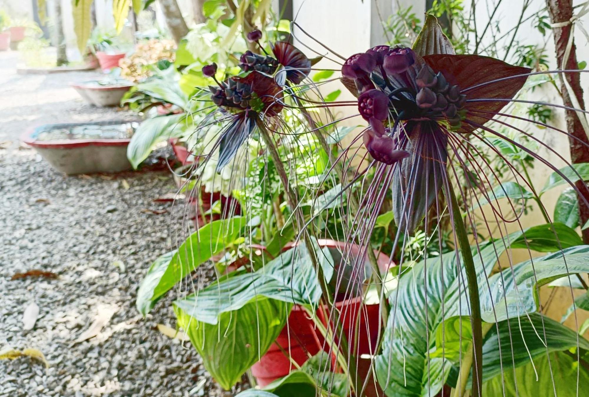 Alma Homestay Mararikulam Luaran gambar